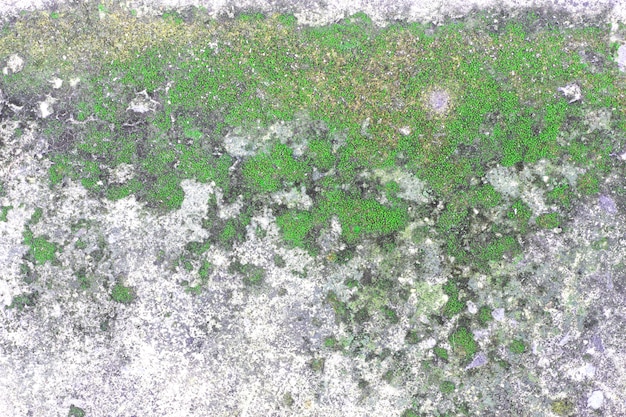 the surface of old concrete slab covered with moss or algae