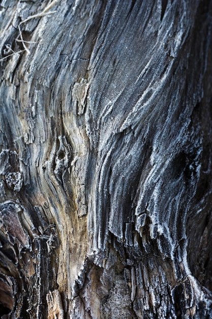 The surface of the old destroyed tree.