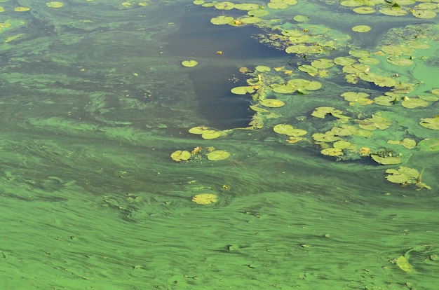 The surface of an old swamp covered with duckweed and lily leaves