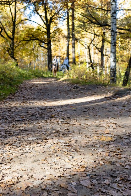 Photo surface of path covered with fallen leaves in park