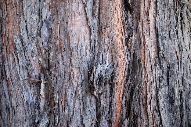  surface of  Pine tree