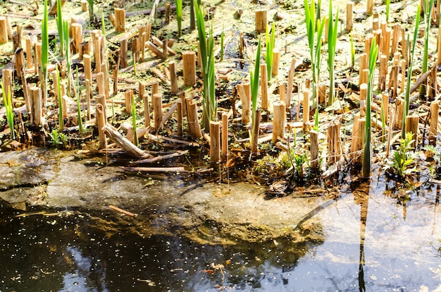 The surface of the pond with aquatic plants.