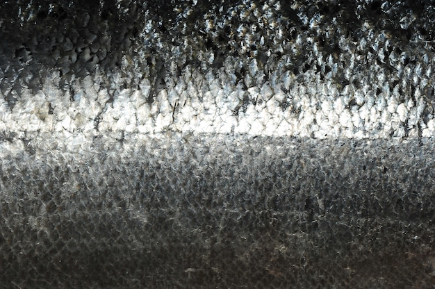 Photo surface of silvery fish scales, red fish