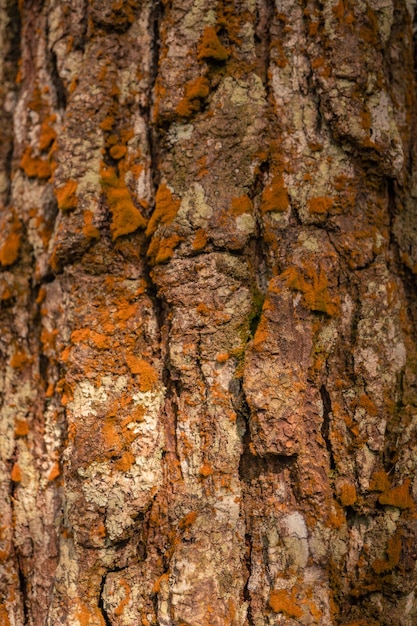 Surface and texture of tree trunk on pine forest when spring time