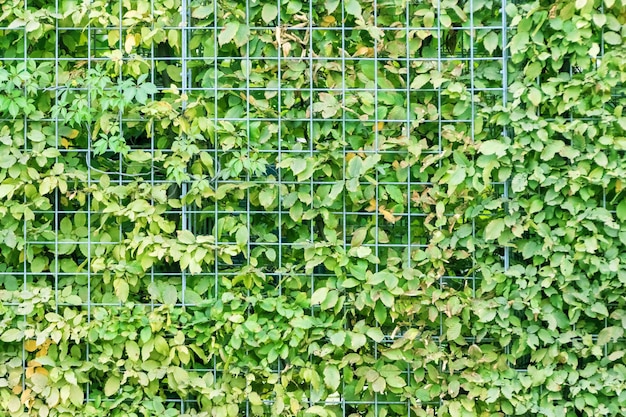 the surface of twigs and leaves