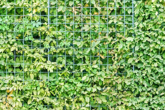 The surface of twigs and leaves