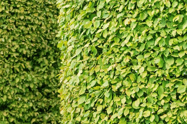 The surface of twigs and leaves