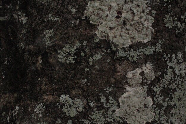 오래 된 시멘트 석고와 벽의 표면 오래 된