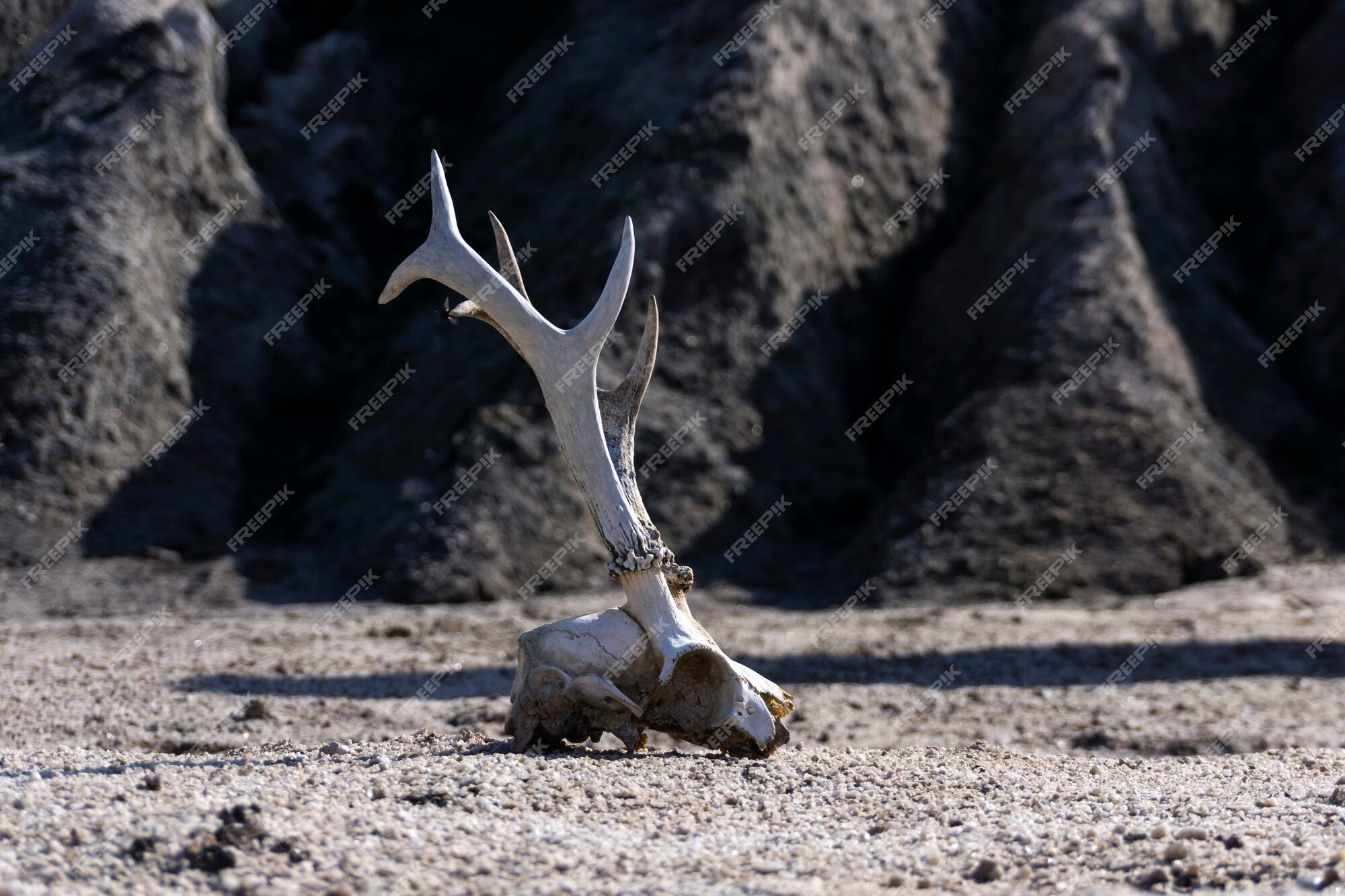 Premium Photo | Surface of a waterless desert with a skull of an animal in the foreground Premium Photo | Surface of a waterless desert with a skull of an animal in the foreground