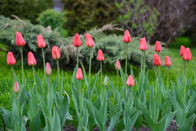 surface with red tulips in a green city park