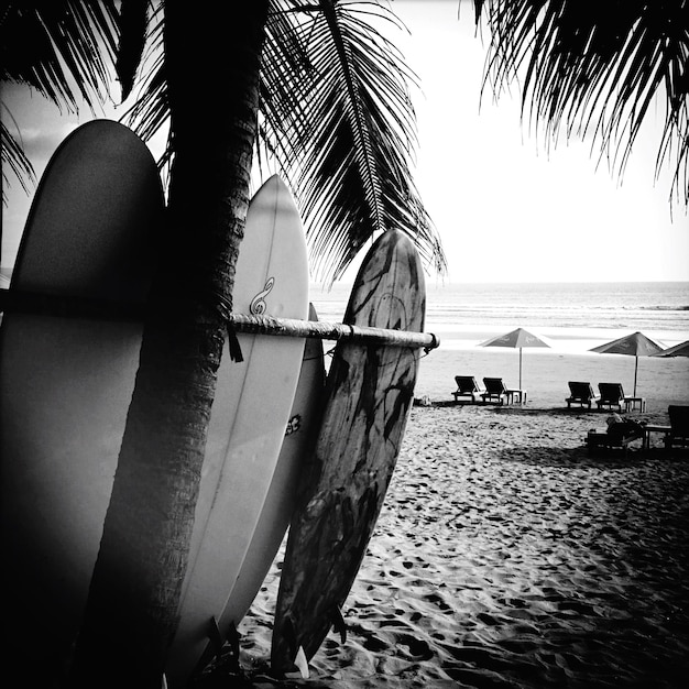 Surfboards by palm tree on beach