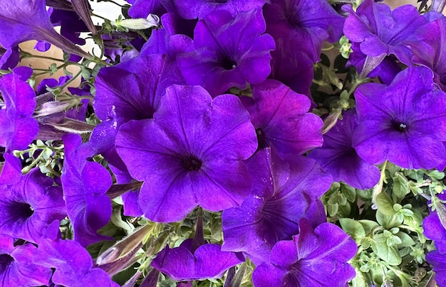 サーフィニア紫の花