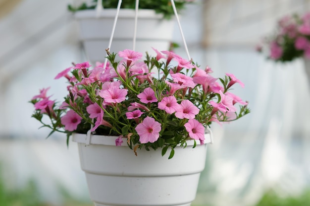 Surfinias in hanging baskets