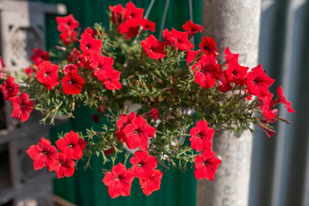 白い植木鉢にたくさん生えているSurfiniyaの花