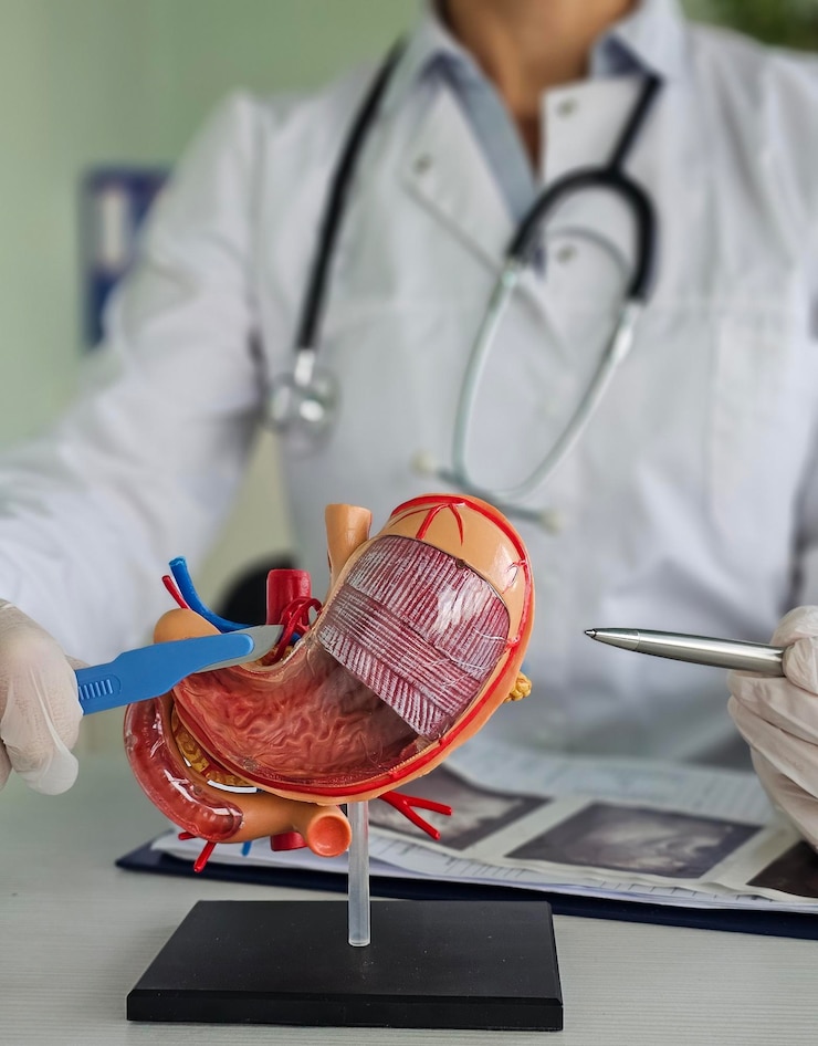 Photo surgeon held scalpel over anatomical model of human stomach concept