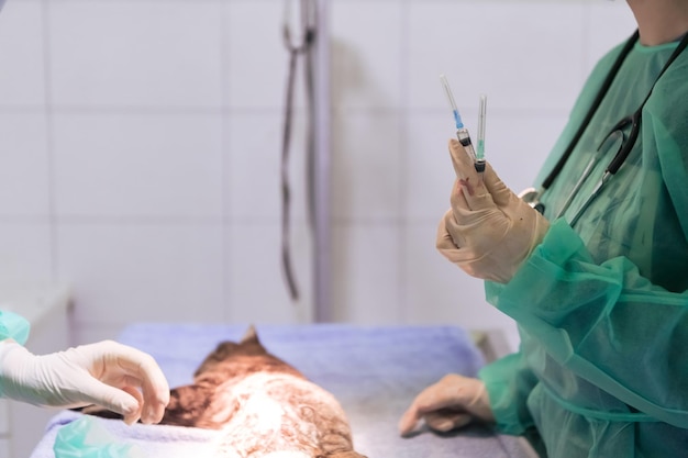 A surgeon and veterinarians team performing castration or sterilization operation on a cat in an ani...