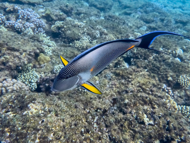 사진 surgeonfish 홍해 산호초 이집트