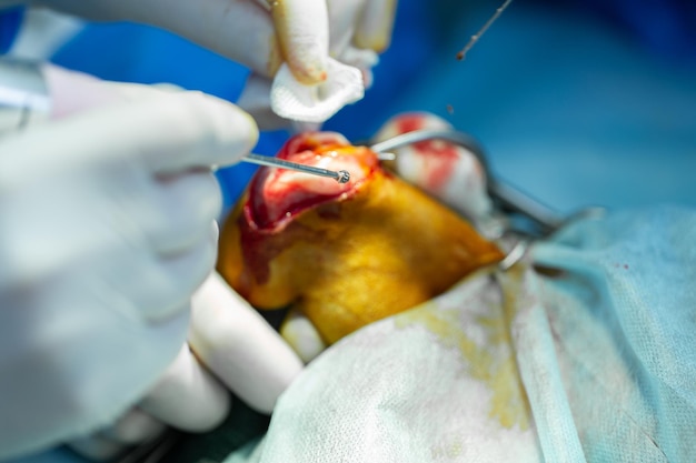 Surgery on the paw of the dog in veterinary clinic