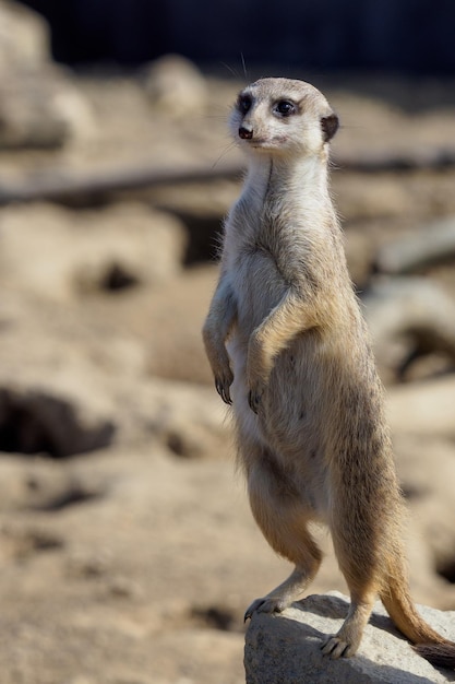 Suricata staande op een bewaker Nieuwsgierige stokstaartje Suricata suricatta