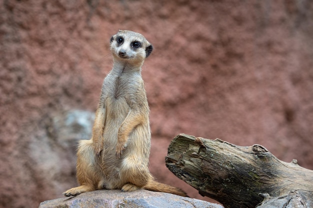 Suricata staande op een bewaker Nieuwsgierige stokstaartje Suricata suricatta