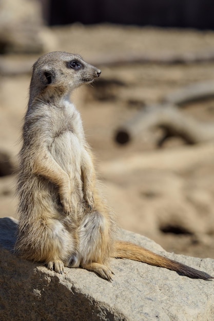 Suricata in piedi su una guardia curioso suricato suricata suricatta