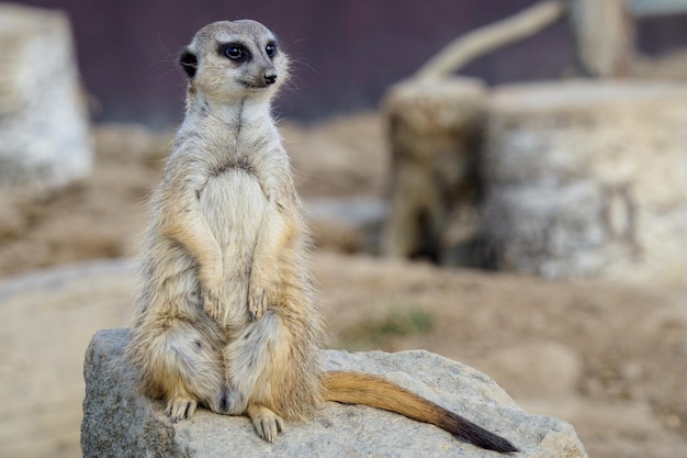 Suricata standing on a guard Curious meerkat Suricata suricatta