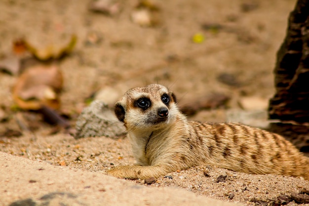 Foto suricata-suricatta die iets bekijkt