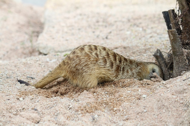 The Suricata suricatta or meerkat dig hold on sand