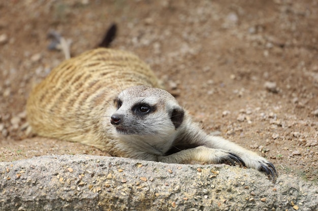 Suricata suricatta 또는 meerkat는 모래 바닥에 앉아서 휴식을 취합니다.