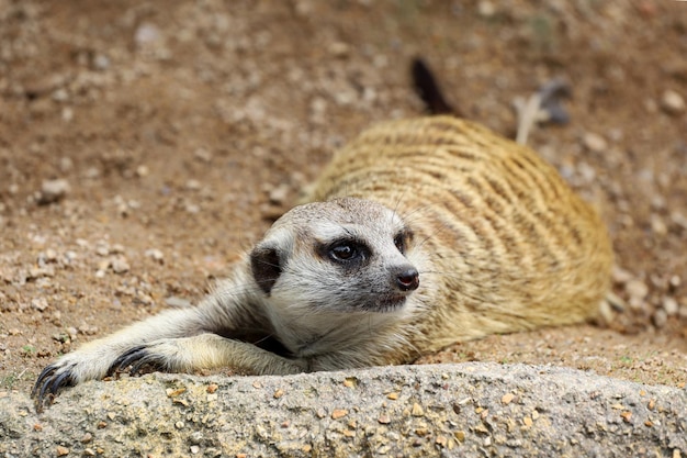 Suricata suricatta 또는 meerkat는 모래 바닥에 앉아서 휴식을 취합니다.