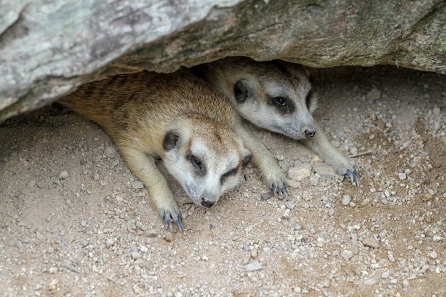 Suricata suricattaまたはミーアキャットの洞窟での睡眠