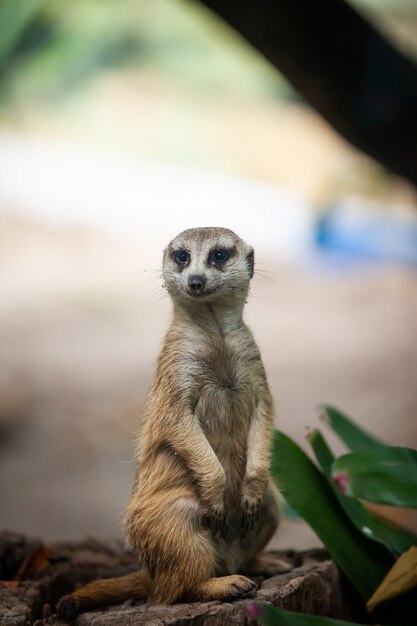 Suricate, meerkat in het dierentuinpark.