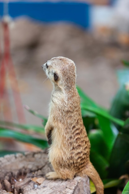 Suricate meerkat in the zoo park