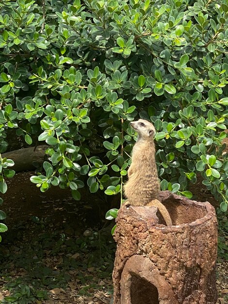 写真 スリカタ・スリカタ