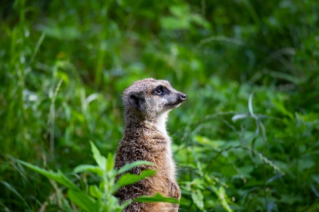 写真 サリカタはフィールドで