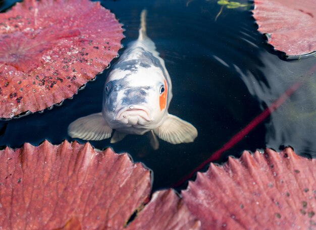 Surly carp looking at camera