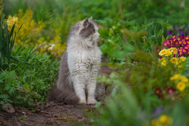 Gatto sorpreso è fuori in giardino per la prima volta gatto con stress o disagio in giardino