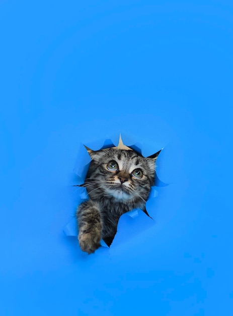 Surprised cat looks up striped gray cat crawls out of a hole in blue paper Copy space funny kitten looks ahead