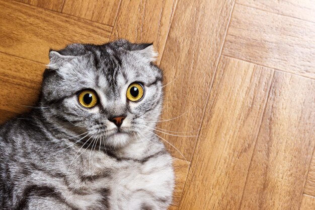 Surprised cat lying on the floor close up british cat lying on the floor with copy space