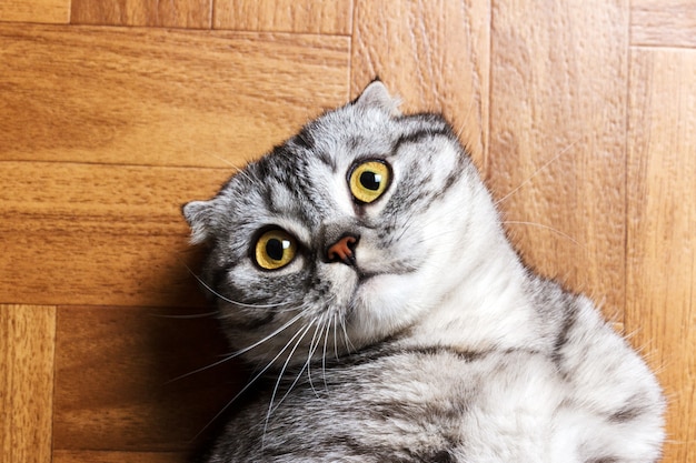 Photo surprised cat lying on the floor, close up. british cat lying on the floor with copy space.