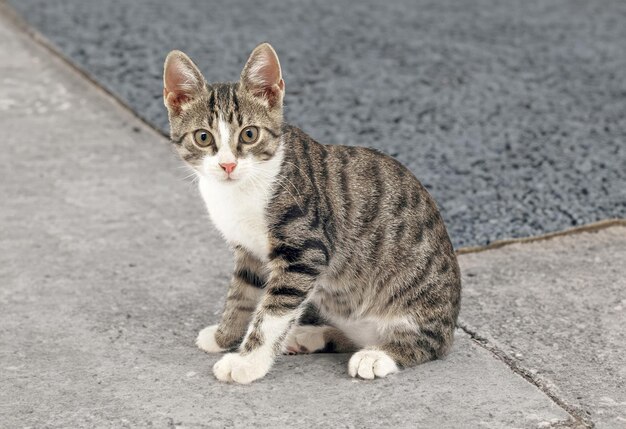 白い背景の上の驚いた猫