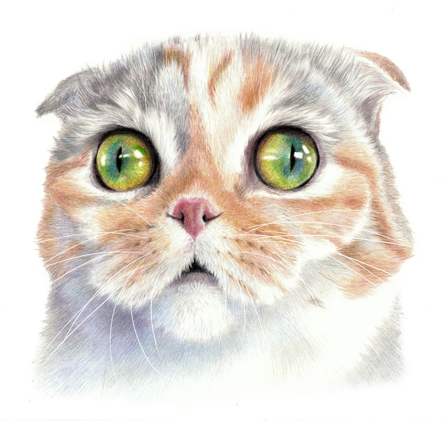 Surprised cat with big eyes. Color sketch of a cat's face. Isolated on white background. Pencil drawing art work