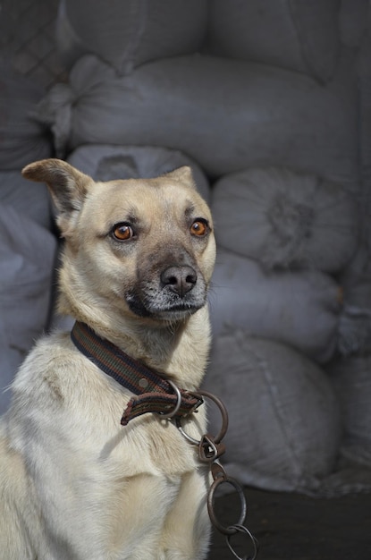 Surprised curious dog in village adult village dog on farm\
portrait of a mongrel dog on the farm surprised village dog on farm\
close up farm watchdog enjoying sun