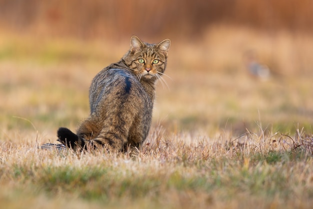 Surprised european wildcat turning back on meadow.