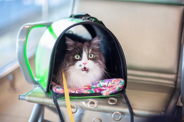 A surprised frightened cat in a carrier sits at the airport