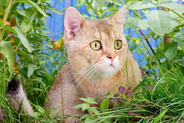 사진 눈이 넓게 뜨고 근접한 잔디 덤불에 놀란 홍색 고양이