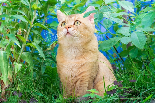 写真 芝生の茂みの中で目を大きく開けて近づいている驚いた赤っぽい猫