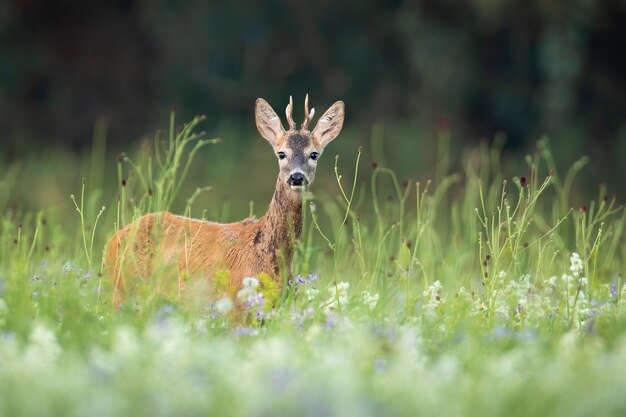 Surprised roe deer buck hiding in tall vegetation