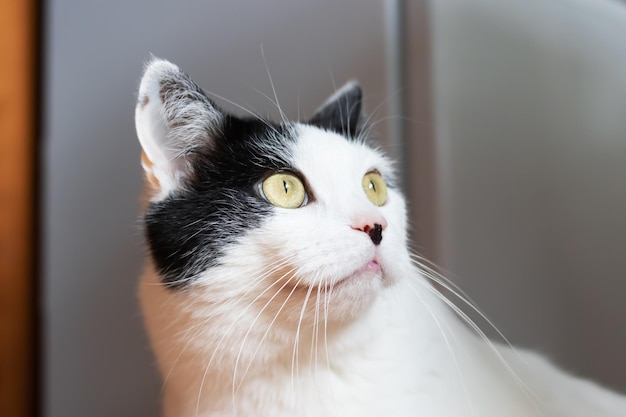 Surprised white cat at home closeup portrait