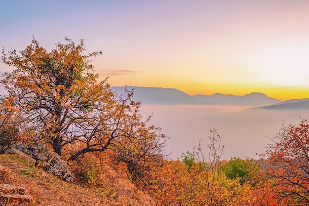 산 위에 떠있는 구름이있는 산악 지역의 나무가있는 놀랍도록 아름다운 풍경